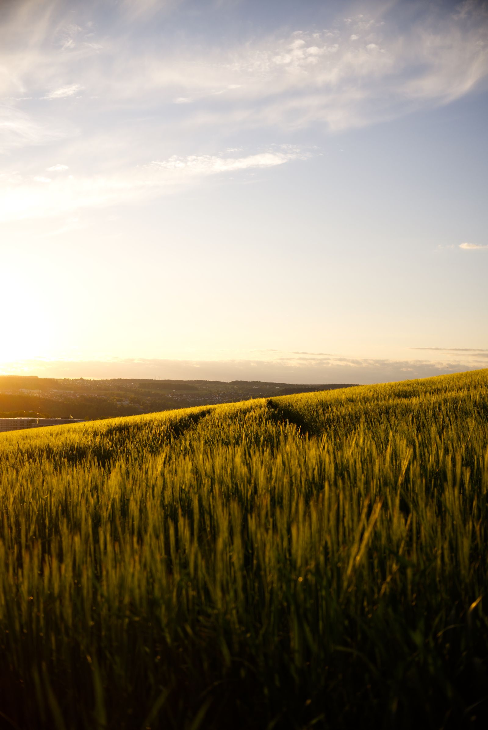 Golden North Dakota prairie at sunset